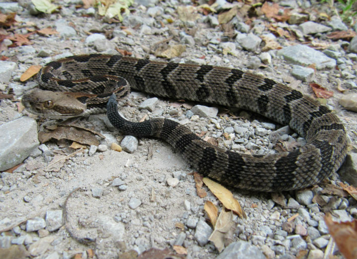 Timber Rattlesnake